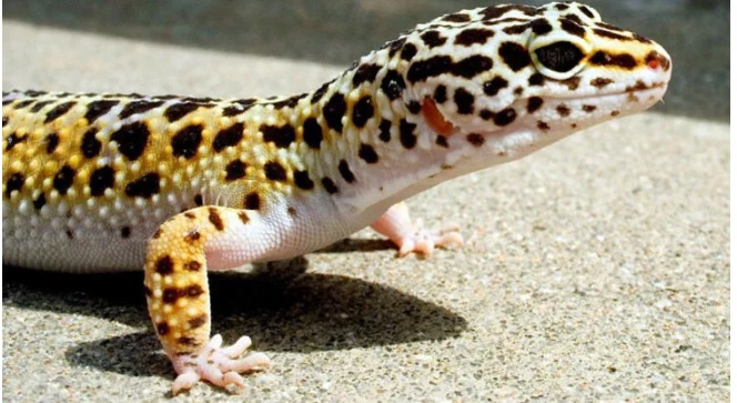 GEKO